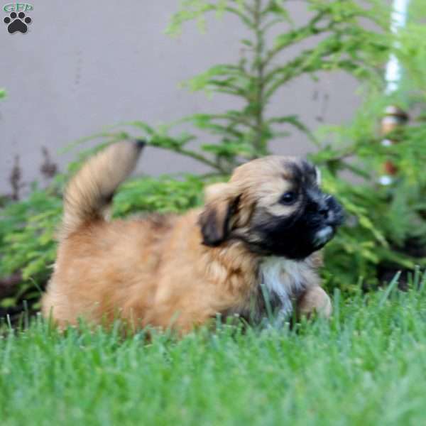 Britney, Shih Tzu Mix Puppy