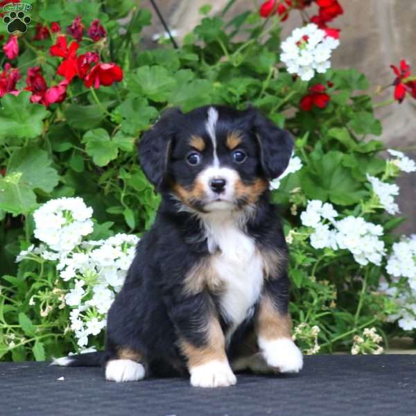 Britney, Miniature Bernese Mountain Dog Puppy
