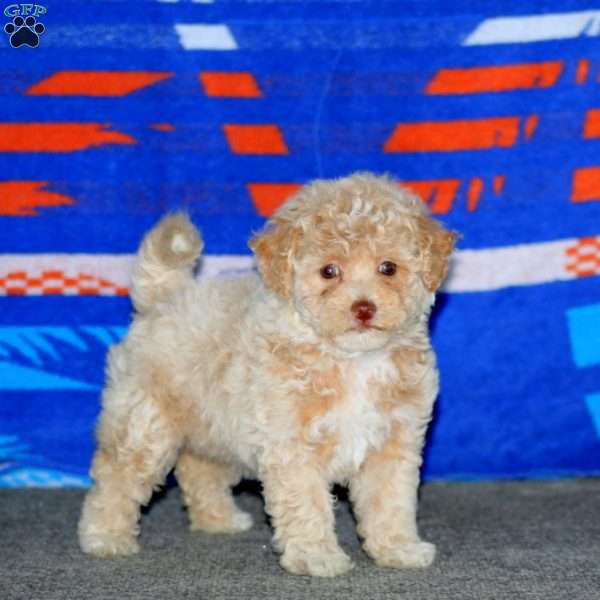 Britney, Bich-Poo Puppy
