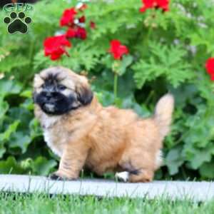 Britney, Shih Tzu Mix Puppy
