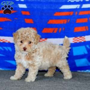 Britney, Bich-Poo Puppy
