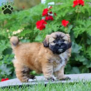 Britney, Shih Tzu Mix Puppy