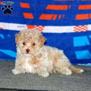 Britney, Bich-Poo Puppy