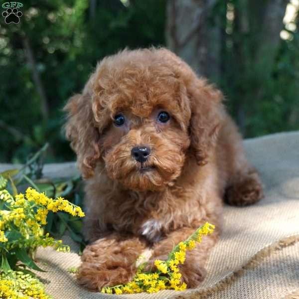 Britt, Miniature Poodle Puppy