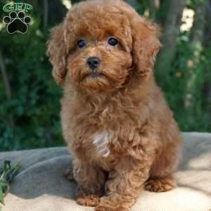 Britt, Miniature Poodle Puppy