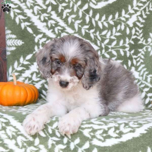 Brittney, Springerdoodle Puppy