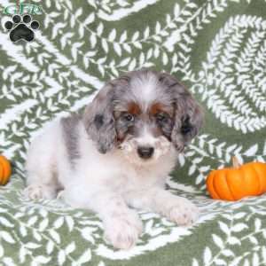 Brittney, Springerdoodle Puppy