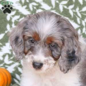 Brittney, Springerdoodle Puppy