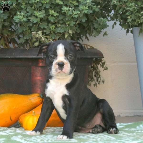 Brody, Boston Terrier Puppy