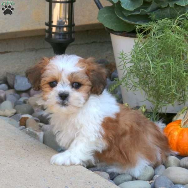 Brody, Teddy Bear Puppy