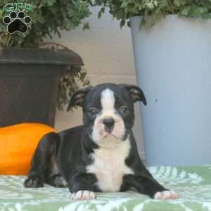 Brody, Boston Terrier Puppy