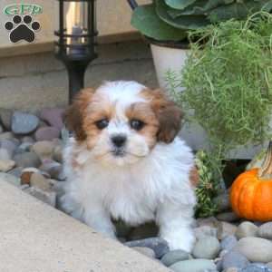 Brody, Teddy Bear Puppy