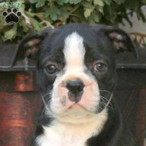 Brody, Boston Terrier Puppy