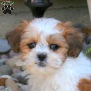 Brody, Teddy Bear Puppy