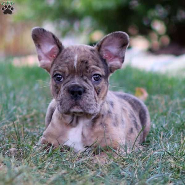 Brody, Frenchton Puppy
