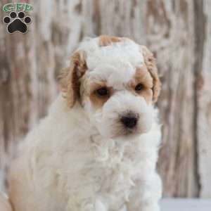 Bronson, Mini Labradoodle Puppy