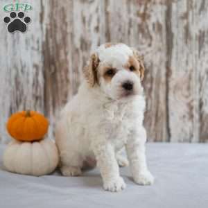 Bronson, Mini Labradoodle Puppy