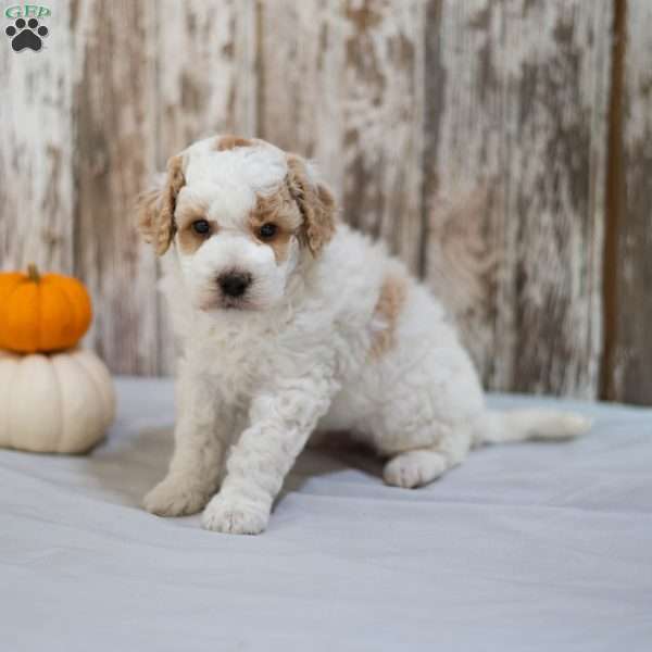 Bronson, Mini Labradoodle Puppy