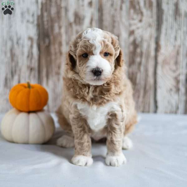 Bronx, Mini Labradoodle Puppy
