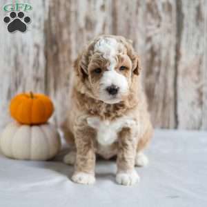 Bronx, Mini Labradoodle Puppy