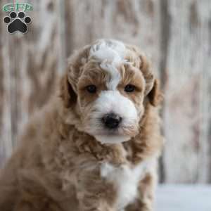 Bronx, Mini Labradoodle Puppy