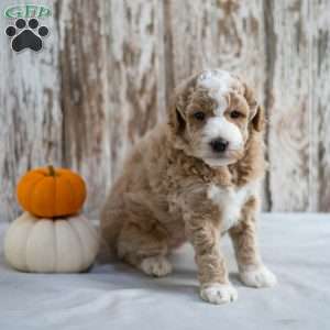Bronx, Mini Labradoodle Puppy