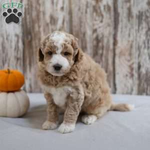 Bronx, Mini Labradoodle Puppy