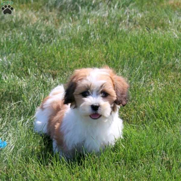 Brooke, Teddy Bear Puppy