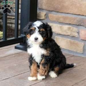Brooke, Mini Bernedoodle Puppy
