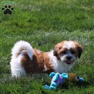 Brooke, Teddy Bear Puppy