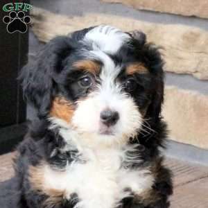 Brooke, Mini Bernedoodle Puppy