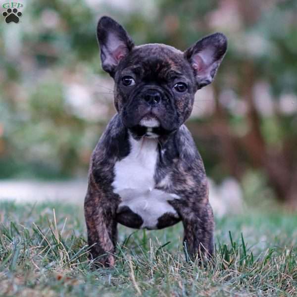 Brooke, Frenchton Puppy