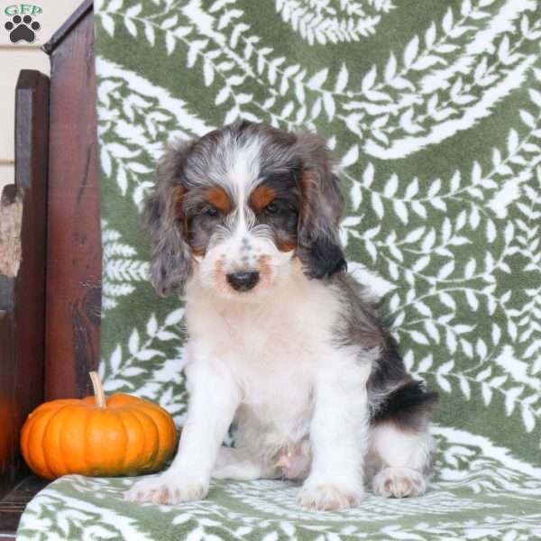 Bruno, Springerdoodle Puppy