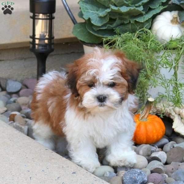 Bruno, Teddy Bear Puppy