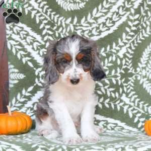Bruno, Springerdoodle Puppy
