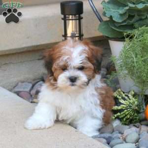 Bruno, Teddy Bear Puppy