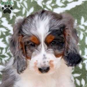 Bruno, Springerdoodle Puppy