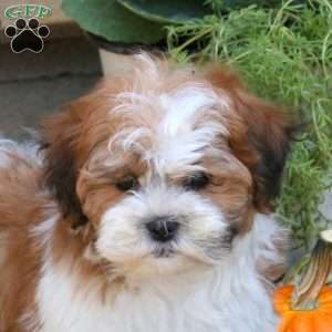 Bruno, Teddy Bear Puppy