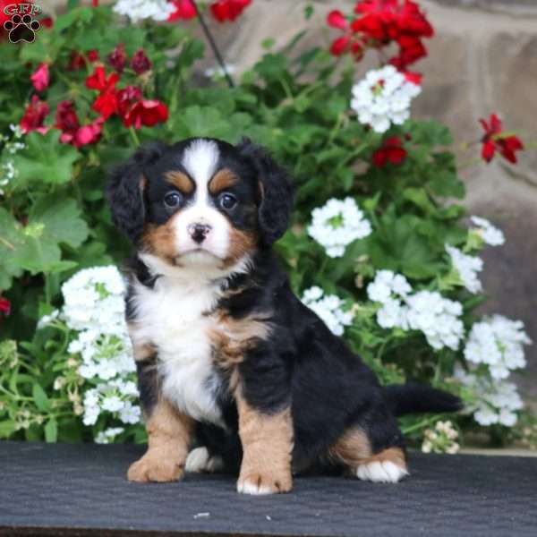 Bryce, Miniature Bernese Mountain Dog Puppy