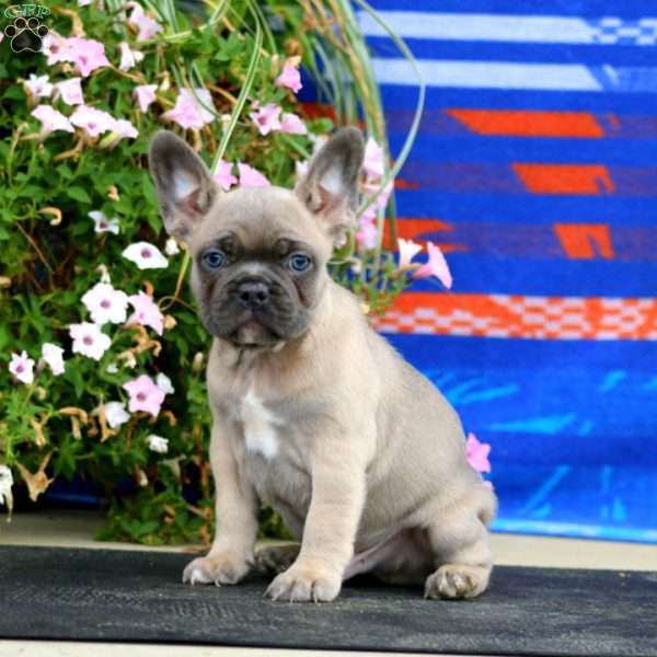 Bryce, French Bulldog Puppy