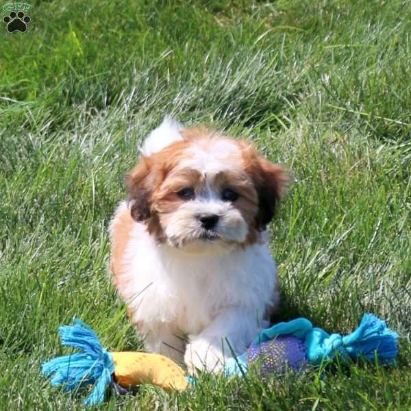 Bryn, Teddy Bear Puppy