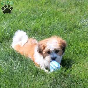 Bryn, Teddy Bear Puppy