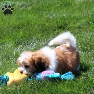 Bryn, Teddy Bear Puppy