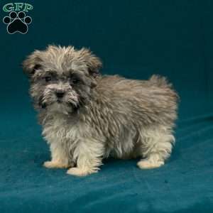 Bryson, Havanese Puppy