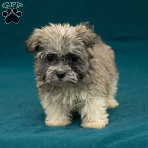 Bryson, Havanese Puppy