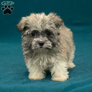 Bryson, Havanese Puppy