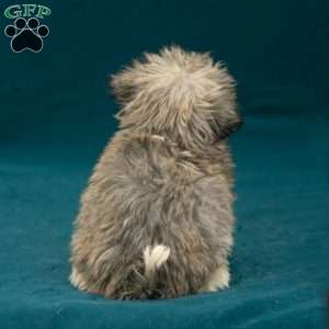 Bryson, Havanese Puppy