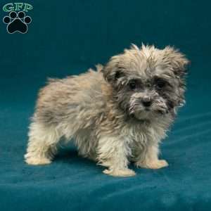Bryson, Havanese Puppy