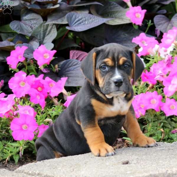 Bryson, Beabull Puppy