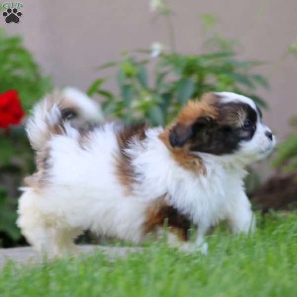 Bryson, Shih Tzu Mix Puppy
